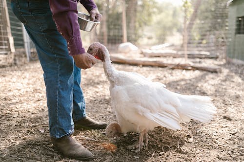 Free A Farmer Feeding Turkeys Stock Photo