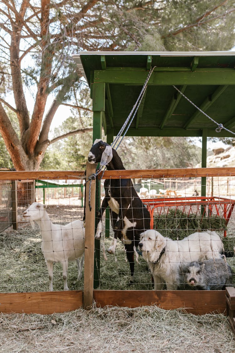 Domestic Animals In A Farm