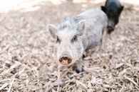 Gray Pig on Brown Dried Leaves