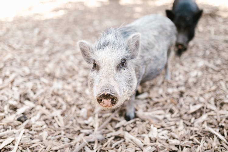 Gray Pig On Brown Dried Mulch