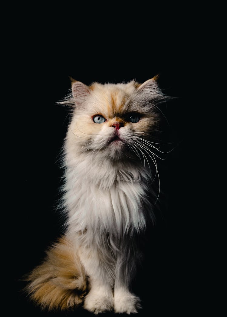 A Persian Cat With A Black Background 