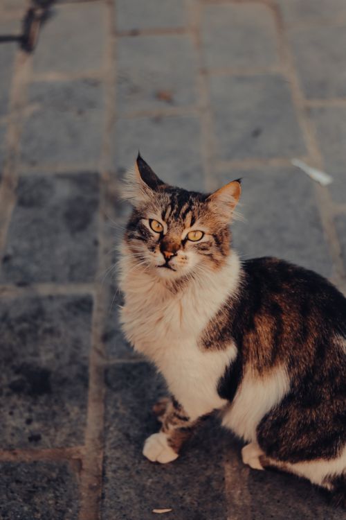 Free Portrait of a fluffy cat sitting outdoors on a stone pavement, gazing intently. Stock Photo