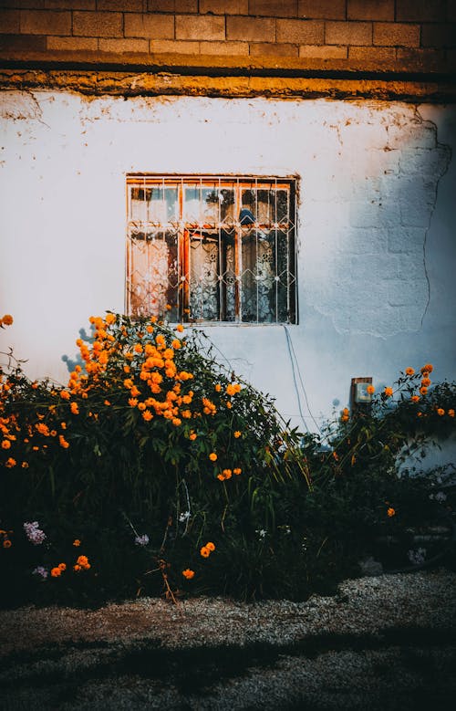 Δωρεάν στοκ φωτογραφιών με κίτρινα άνθη, λουλούδια κήπου, παράθυρο Φωτογραφία από στοκ φωτογραφιών