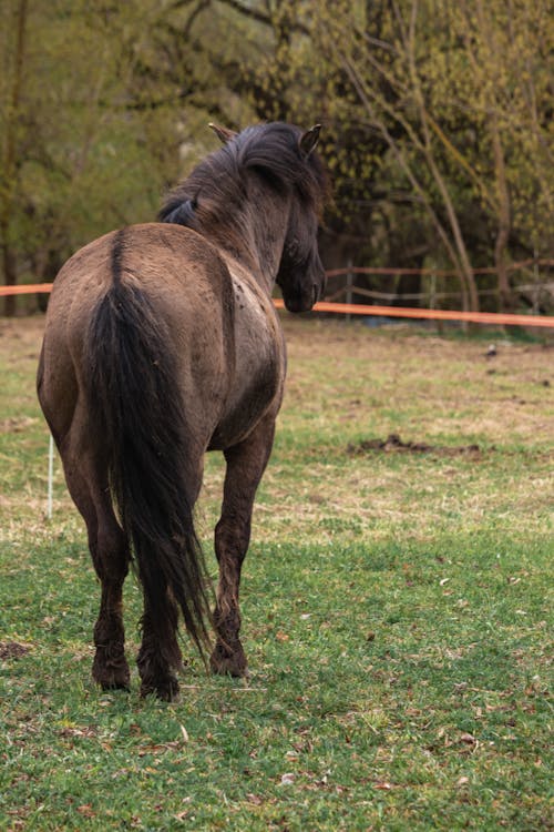 Free Backview of Brown Horse walking on Green Grass Stock Photo