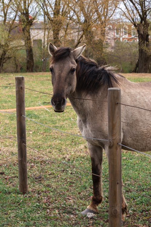 Foto profissional grátis de animal, animal da fazenda, cavalo