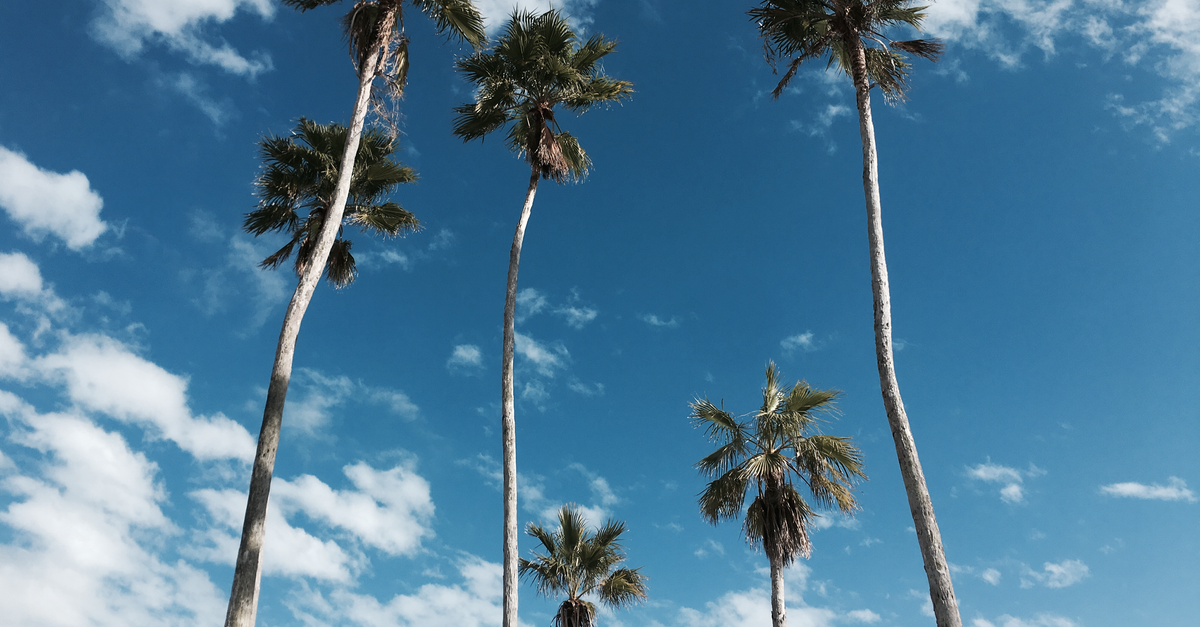 Tall palm trees reach towards a bright blue sky with scattered clouds, capturing a tropical vibe.