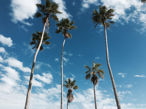 florida palm trees