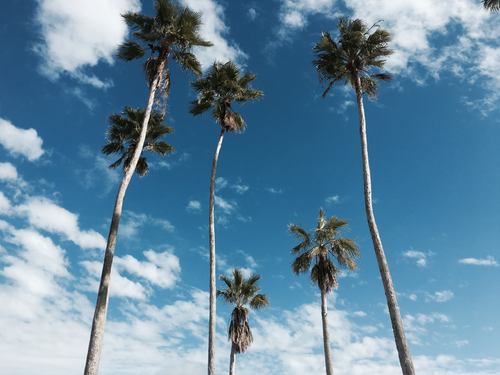 Free Tall palm trees reach towards a bright blue sky with scattered clouds, capturing a tropical vibe. Stock Photo