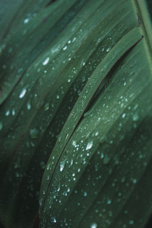 Free A detailed view of green palm leaves covered with water droplets, showcasing natural beauty and freshness. Stock Photo