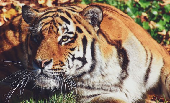 Captivating close-up of a tiger lounging in sunlit autumn foliage, showcasing its striking stripes and intense gaze.