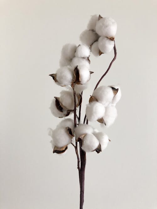 Delicate branch of blooming white cotton flowers with thin stems placed against white background in daylight