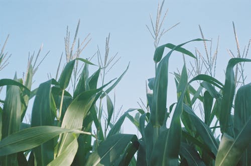 Free Close-up of Corn Leaves Stock Photo