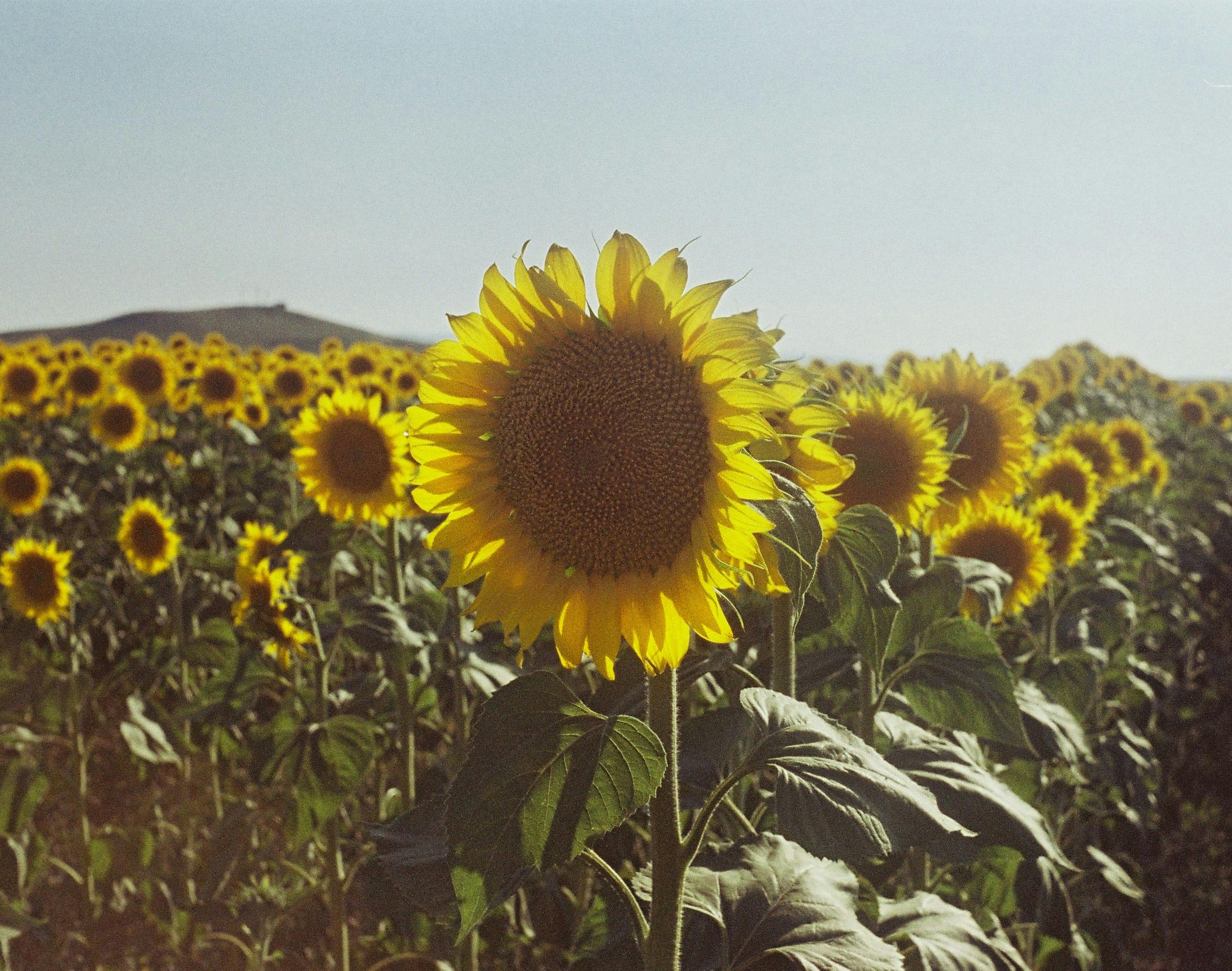 A vibrant sunflower field in full bloom under a clear blue sky, showcasing nature's beauty.