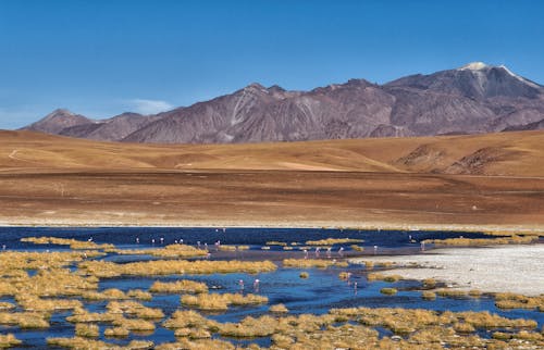 Foto stok gratis alam, atacama, Chili