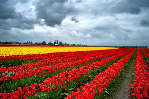 Darmowe zdjęcie z galerii z czerwone tulipany, tulipany, żółte tulipany