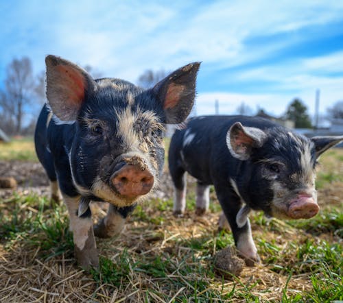 Domestic black piglets with light spots grazing on green grass in farmland under cloudy blue sky in daytime