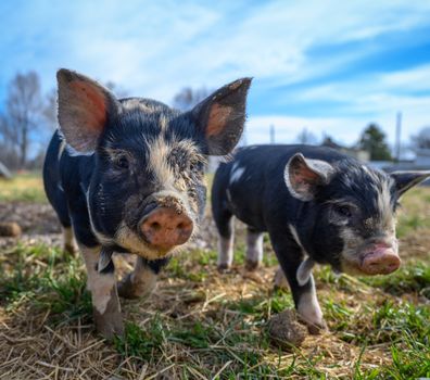 Domestic black piglets with light spots grazing on green grass in farmland under cloudy blue sky in daytime