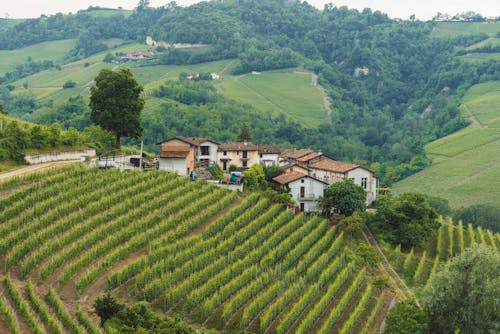 Houses With Roof Tiles Near Trees and Cropland