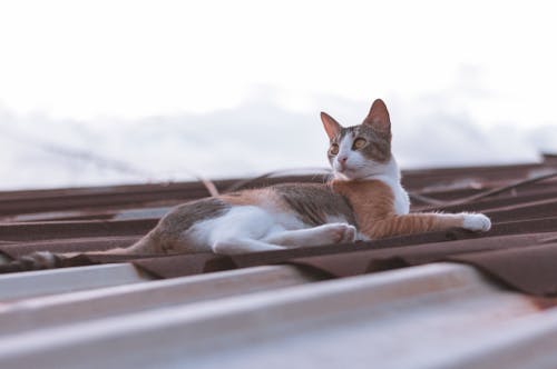 고양이 벽지, 고양이 애호가의 무료 스톡 사진