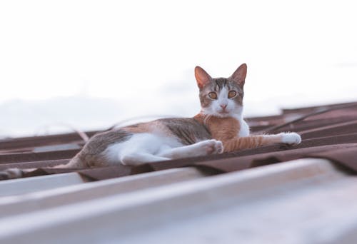 고양이, 고양이 배경, 고양이 애호가의 무료 스톡 사진