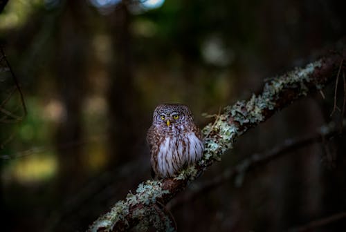 Бесплатное стоковое фото с glaucidium passerinum, ветвь дерева, дикая природа