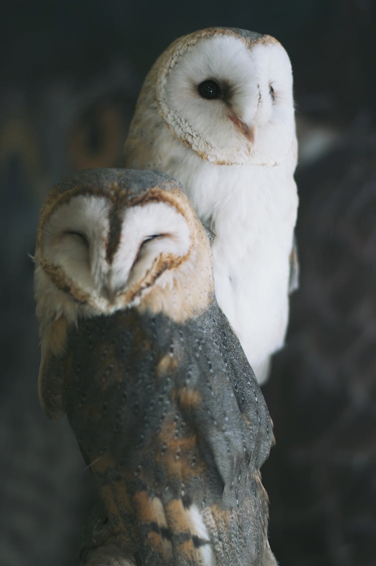 Portrait Of Two Cute Owls