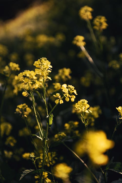 Gratis lagerfoto af bane, blomster, eng