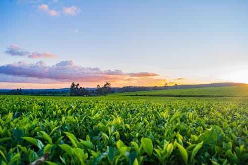 Free stock photo of green landscape, teafarm