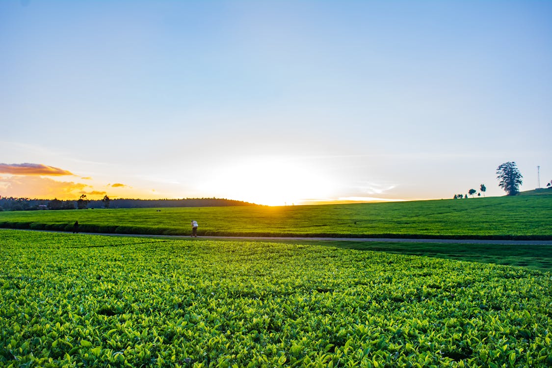 Sunrise over the Fields