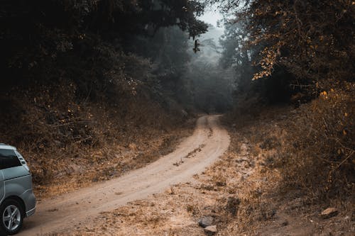 Бесплатное стоковое фото с грязная дорога, дорожка, коричневые деревья