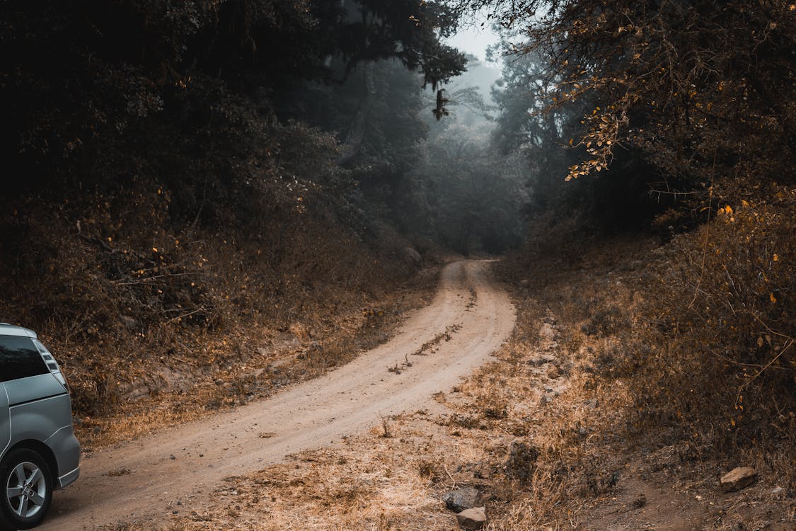 Brown Dirt Road Between Green Trees