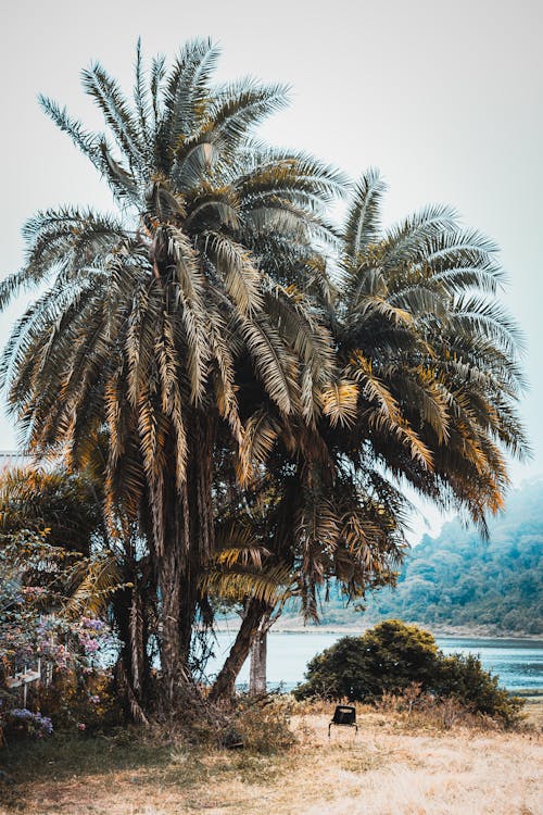 Big Palm Trees in a Tropical Place Near Water 
