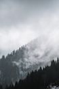 Green Trees Covered by White Clouds