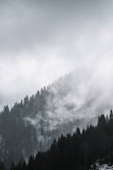 Fog envelops coniferous pine trees on a mountain in Châtel-Saint-Denis, creating a mysterious and serene landscape.
