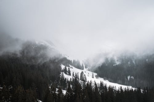 คลังภาพถ่ายฟรี ของ ต้นไม้, มัว, มีหิมะปกคลุม