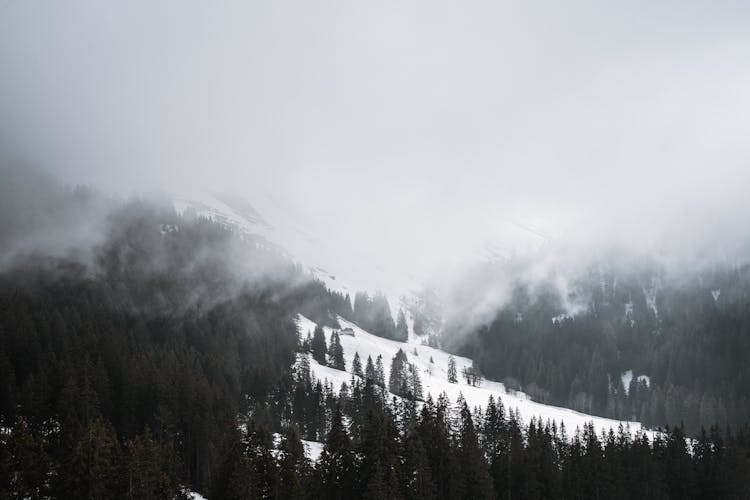 Trees On Snow Covered Mountain