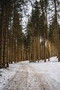 Brown Trees on Snow Covered Ground