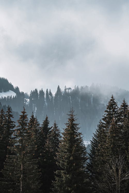 Pine Trees Covered with Thick Fog