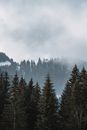 Green Pine Trees Under White Clouds