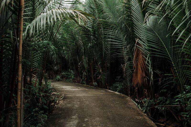 Road curving through tropical palms