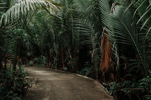 Asphalt path in exotic park