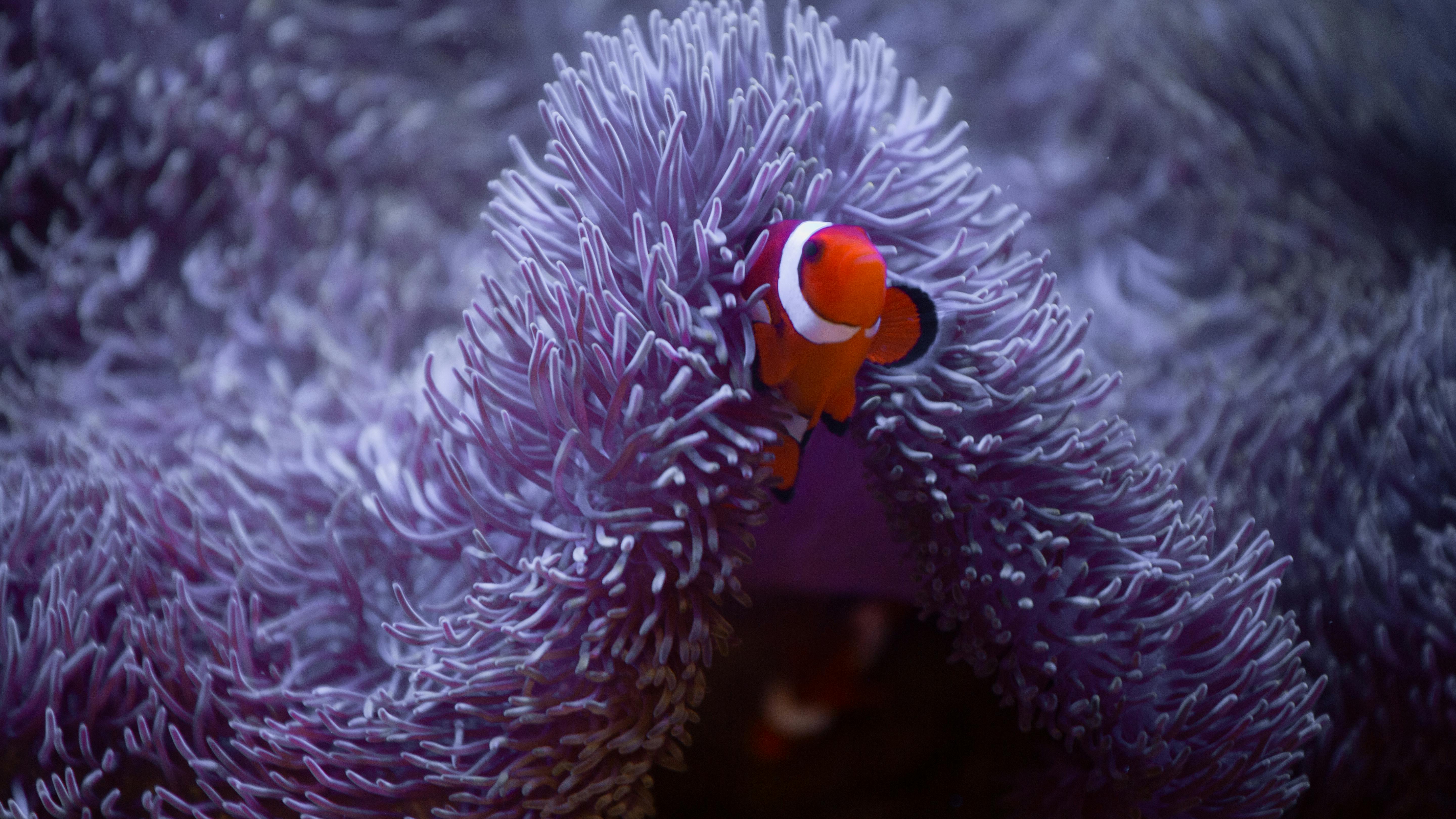 Marty the clownfish un purple anemone