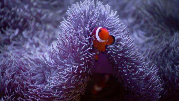Closeup of orange clown fish reef corals and lilac anemone on ocean bottom