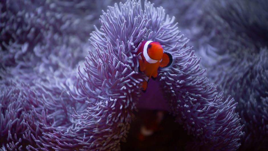 Closeup of orange clown fish reef corals and lilac anemone on ocean bottom