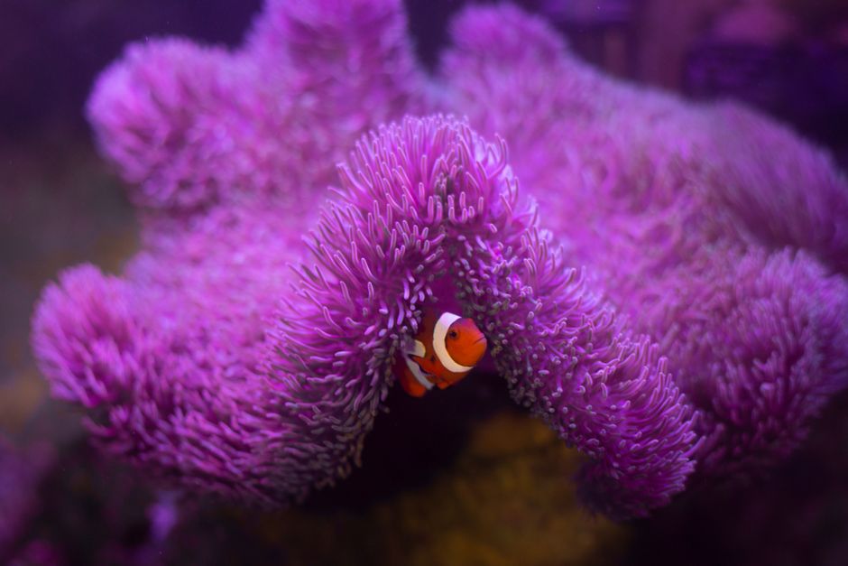 Colorful clownfish nestled in a vibrant purple coral reef, showcasing marine life diversity.
