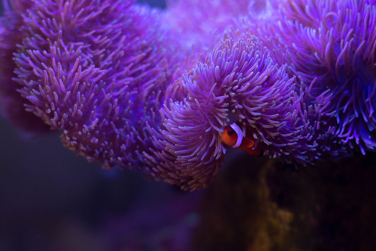 closeup of purple coral reef and striped orange and white clown fish o