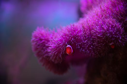 Close-up of a clownfish nestled in vibrant pink coral, showcasing underwater marine beauty.