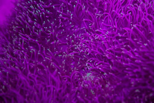 Macro of bright purple texture of background