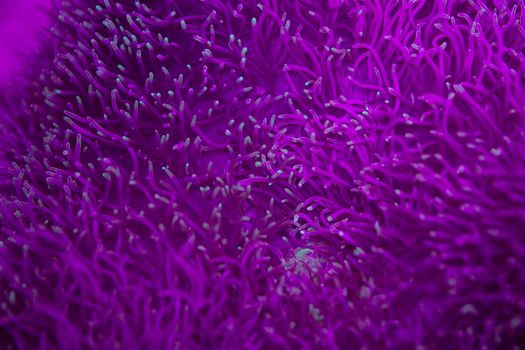 Closeup of abstract texture background of bright violet anemone marine specie and coral reef