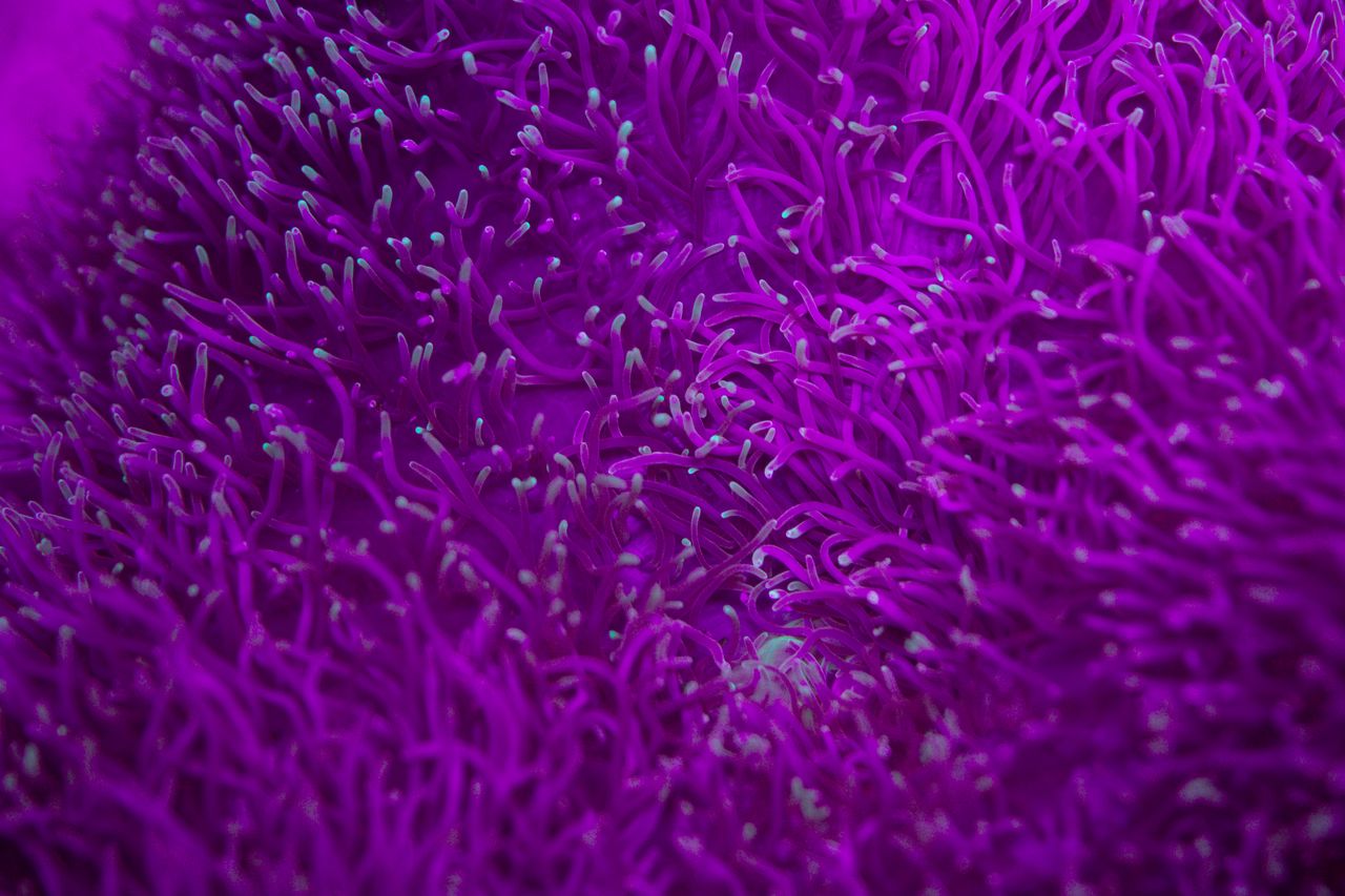 closeup of abstract texture background of bright violet anemone marine
